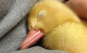 40 Cute Duck Pics That Might Just Make You Go “Aww” Uncontrollably