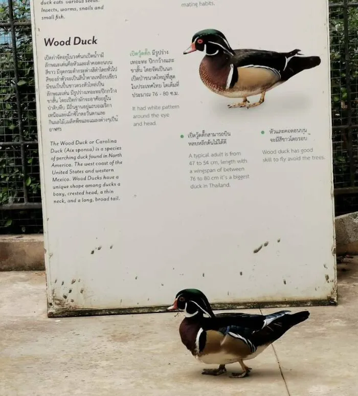 This Duck Passing By Its Own Sign