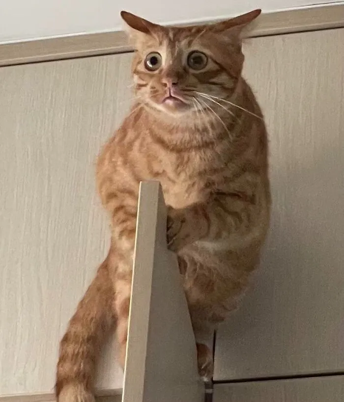 Mi chico se ha atascado hoy encima de la puerta del armario
