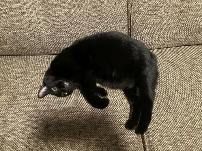 ¿Un gato flotando?