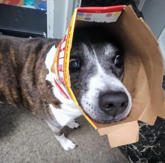 Me despertó para que le quitara una caja de Cheez-It de la cabeza