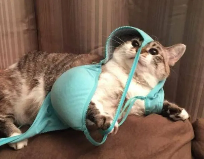 It's A Trap