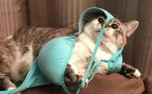 50 Times Animals Goofed Around And Ended Up Requiring Human Assistance (New Pics)