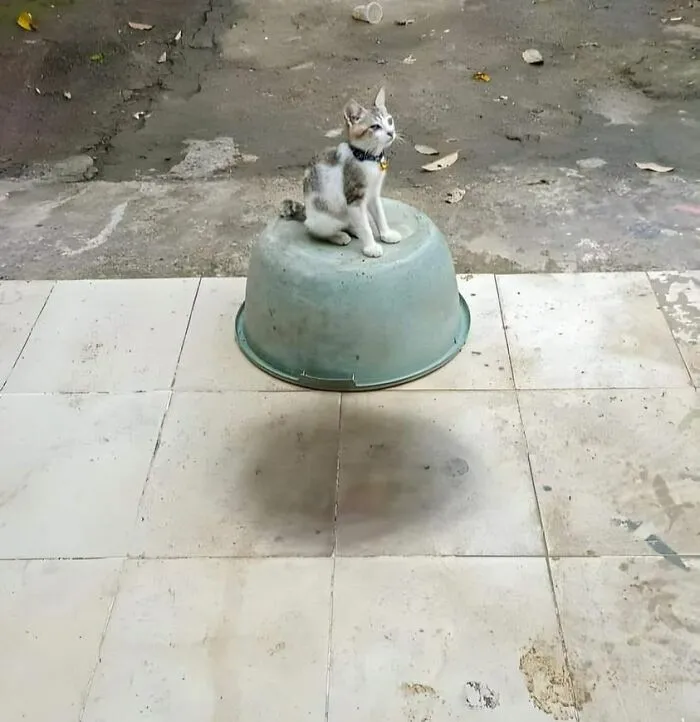 The Flying Catmobile