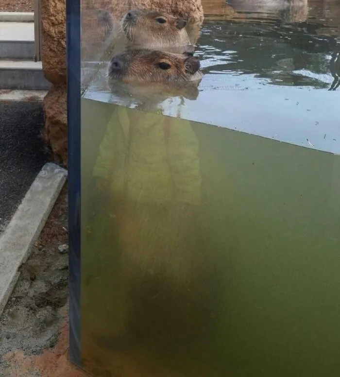 Este capibara  parece que lleva ropa debido al reflejo