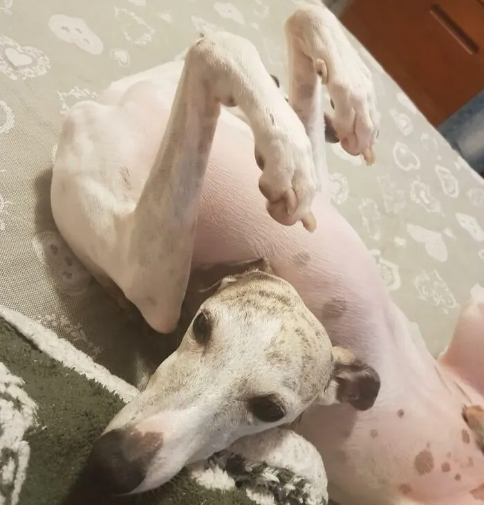 The Headless Doggo