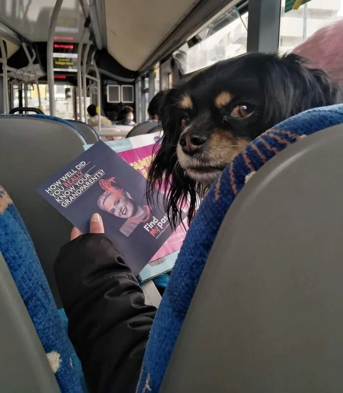 Perro leyendo un folleto en el autobús