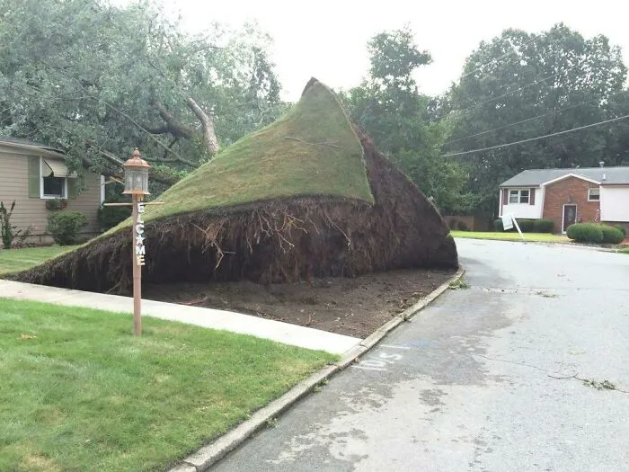 This Tree Fell And Pulled The Whole Lawn Up With It