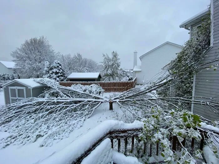 Este árbol se derrumbó de forma muy extraña por el peso de la nieve