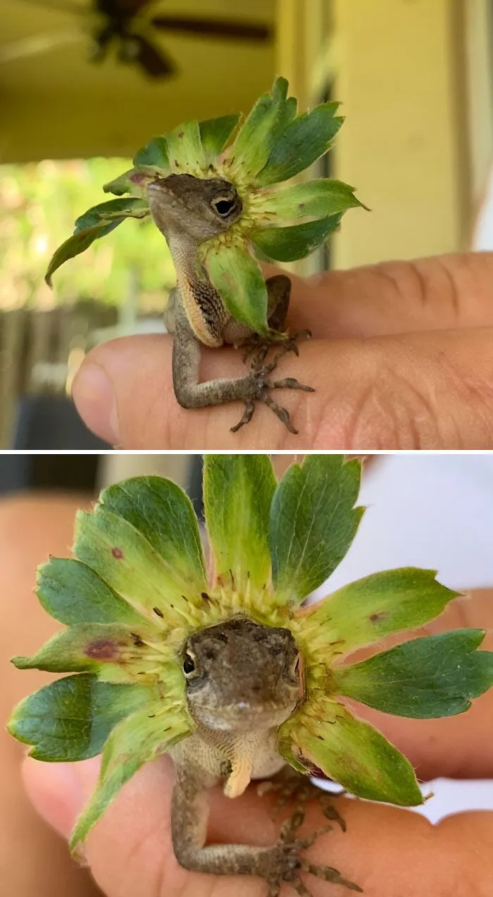 Le puse unas hojas de fresa y ahora parece de la realeza