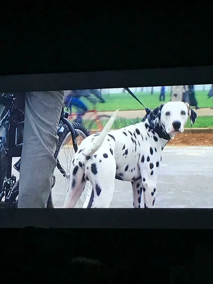 Live Action 101 Dalmatians, Pongo Who Is About To Father 15 Puppies Is Played By A Neutered Dog