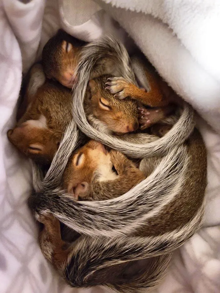 A Pile Of Baby Squirrels (I Am A Licensed Wildlife Rehabber)
