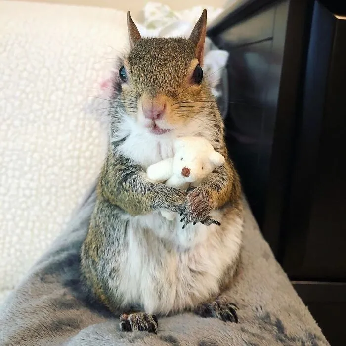 Alert! This Rescued Squirrel Has A Teddy Bear