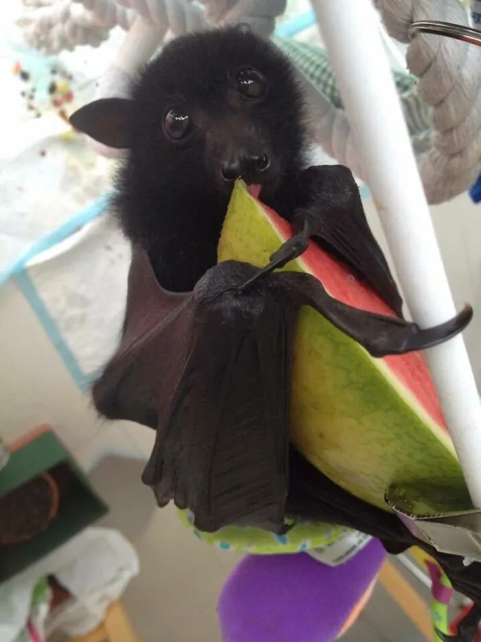 Es adorable