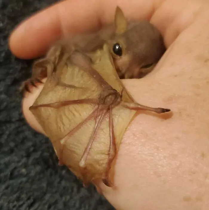 Pequeñito