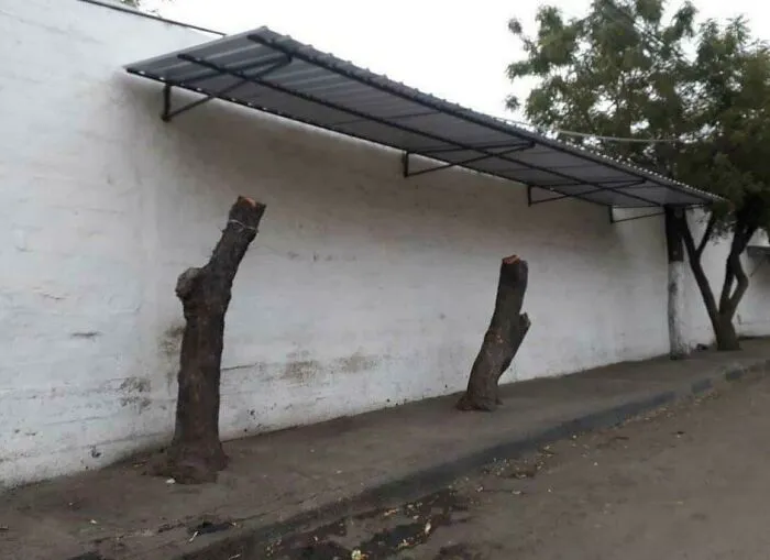 If Only There Was A Cheaper, Aesthetically Pleasing, More Natural Way To Get Shade