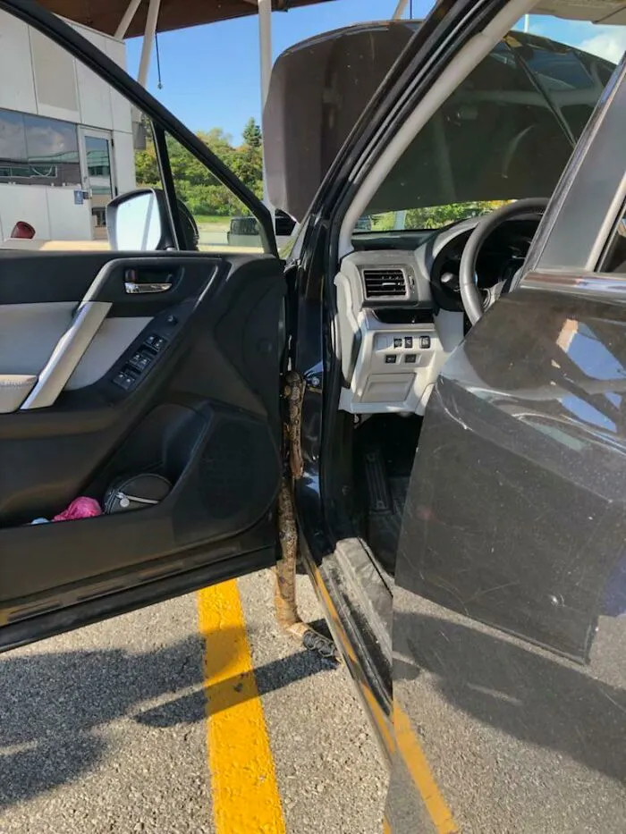 Una serpiente saliendo del coche de mi esposa durante un chequeo en la aduana