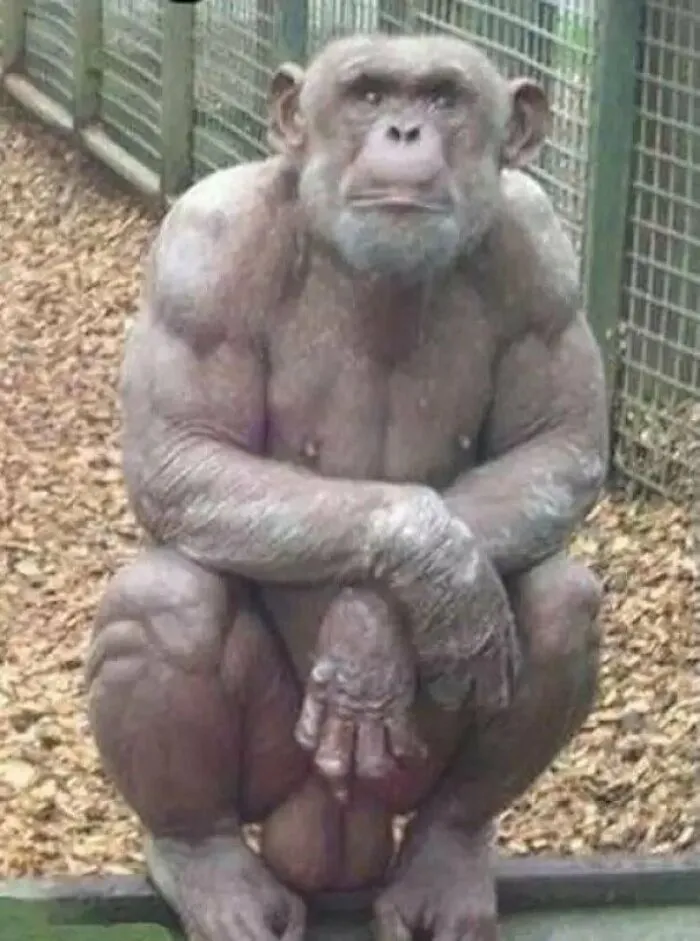 The Muscles On A Hairless Chimp