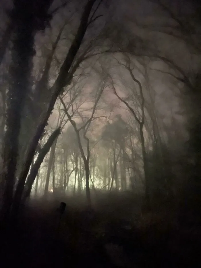 My Backyard During A Fog