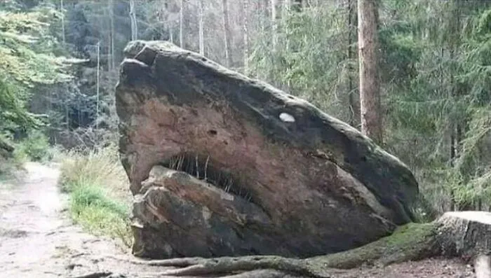 This Rock Kinda Looks Like The Megalodon