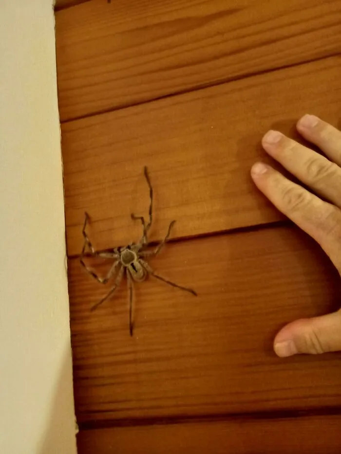 Este es George. Vive en mi baño y come bichos