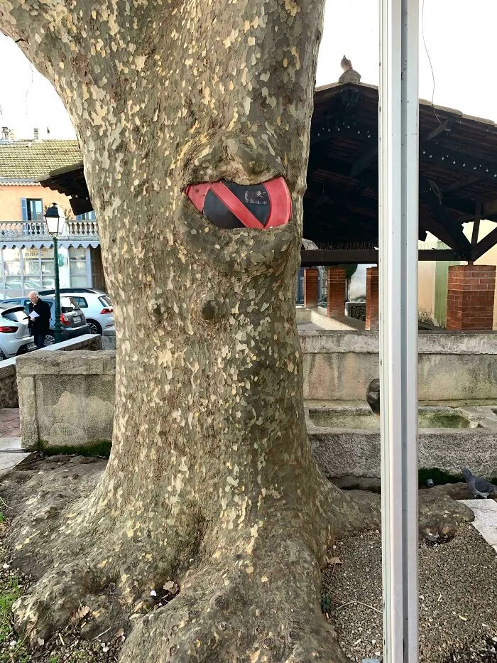 Sycamore Tree In France Looks A Bit Menacing After Devouring This No Parking Sign