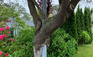 40 Times People Saw Trees 'Devouring' Random Objects And Just Had To Share Proof Online