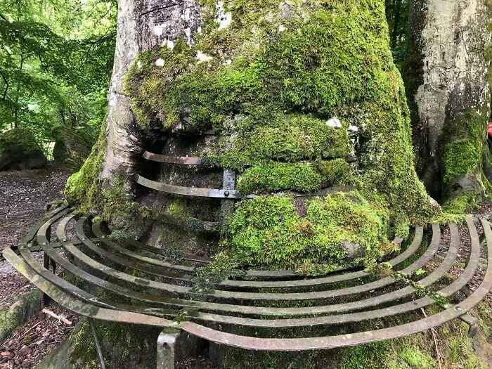 Este árbol ha absorbido un banco a lo largo de los años
