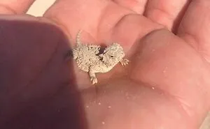 40 Times Lizards Were Caught Being Unbearably Cute