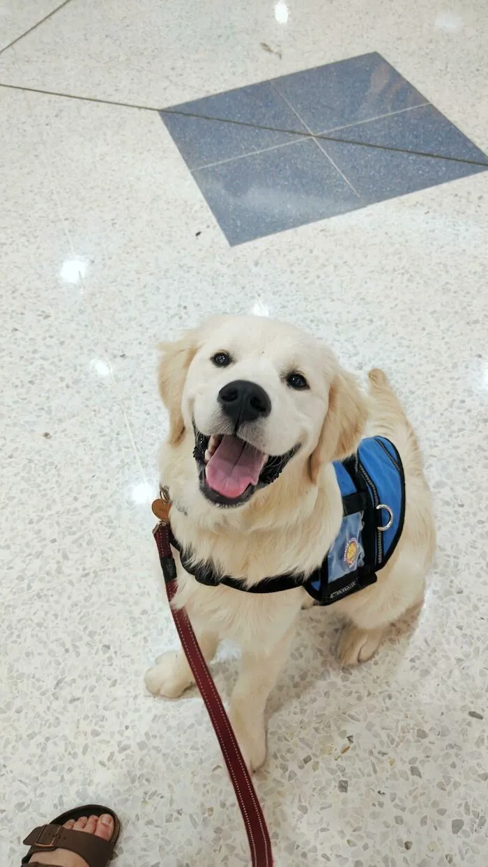 Este es Bill. Ayer tuvo su primer día de entrenamiento para ser mi perro de alerta médica. Va a ser el primer perro de alerta médica para mi enfermedad en Australia y aprenderá a salvar mi vida. Aquí está usando un abrigo de perro de asistencia y visitando un centro comercial por primera vez