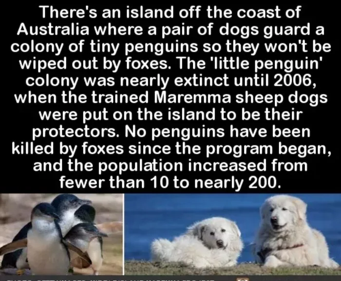 Penguin Guards!