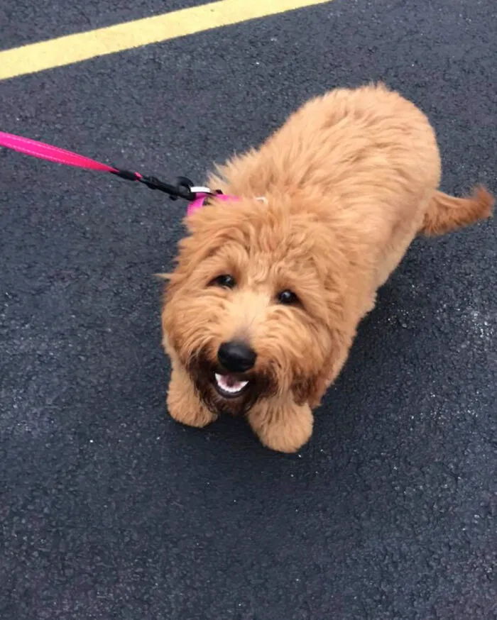 Os presento a la tía B, una joven cruce de caniche con labrador con un trabajo muy importante. Trabaja para funerarias, como perro de consuelo para las personas que han perdido a sus seres queridos. Su vida está llena de amor, ya que lleva amor a todos. 100/10 para este perro compasivo