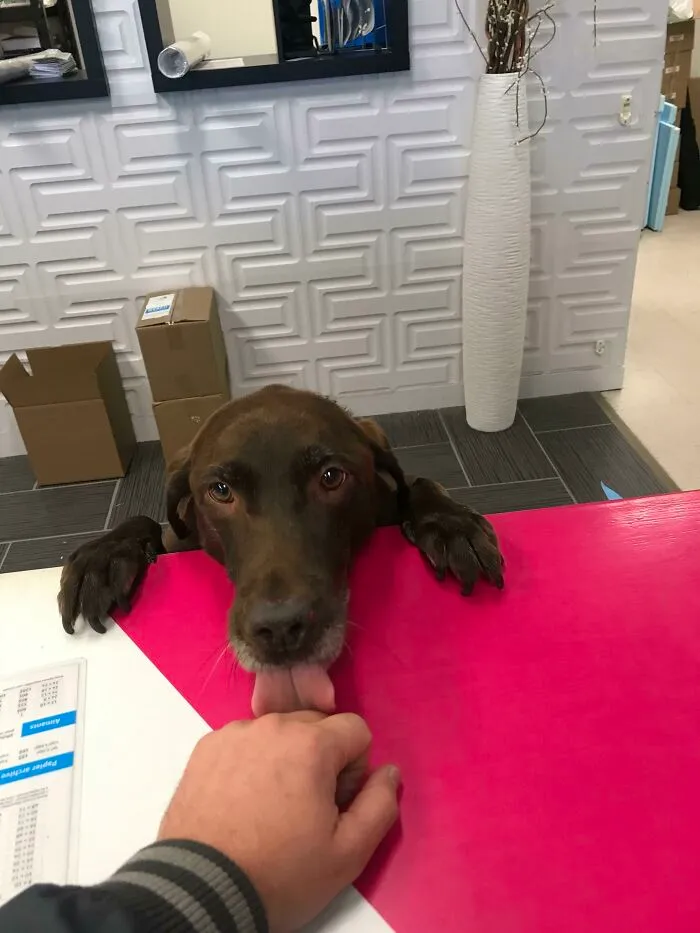 Mi imprenta local tiene un perro trabajando en el mostrador