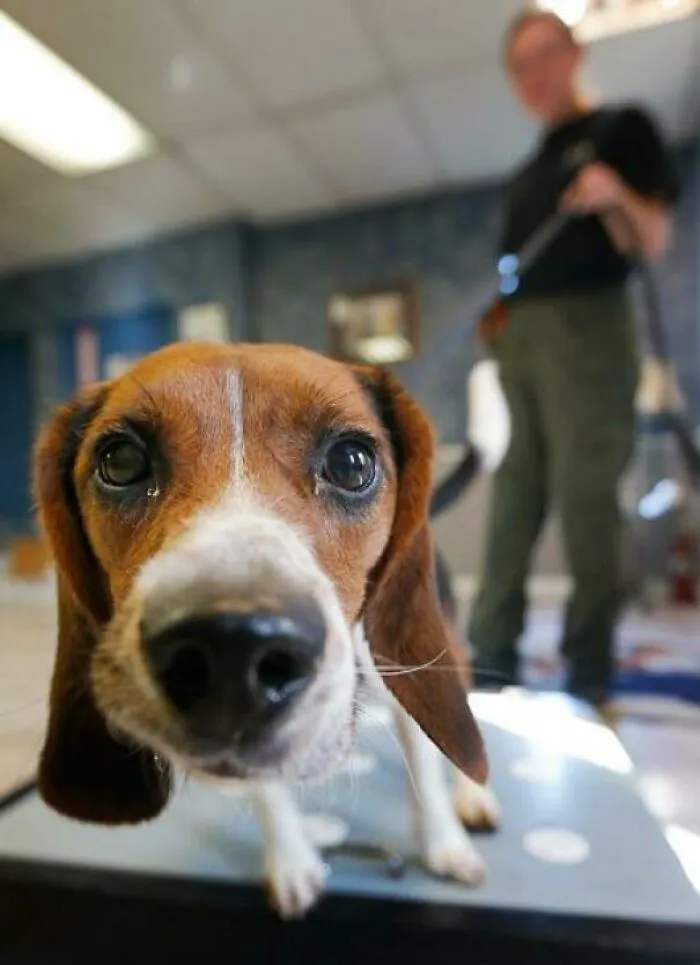Este es Elvis, que tiene el trabajo muy especializado de olfateador de embarazos de osos polares. Puede detectar el embarazo en la caca de los osos polares con una precisión del 97%