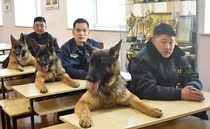"Dogs With Jobs": 50 Adorable And Wholesome Pics From This Online Group