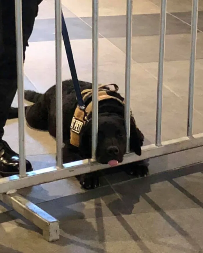 Un perro olfateador aburrido sacando su lengua