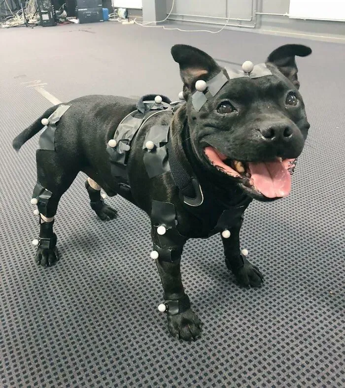 Un perrito muy buen chico, Uuno, trabaja muy duro como desarrollador de videojuegos