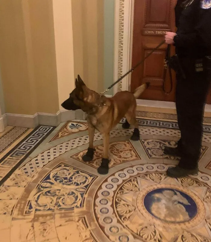 Un simpático cachorro olfateador de bombas en el Congreso que lleva botitas para proteger sus patas de los cristales rotos