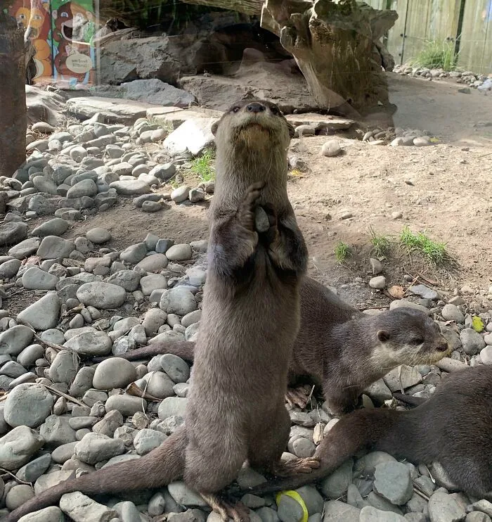 La nutria muestra su guijarro a todo el mundo