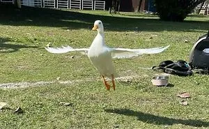 40 Cute Duck Pics That Might Just Make You Go “Aww” Uncontrollably