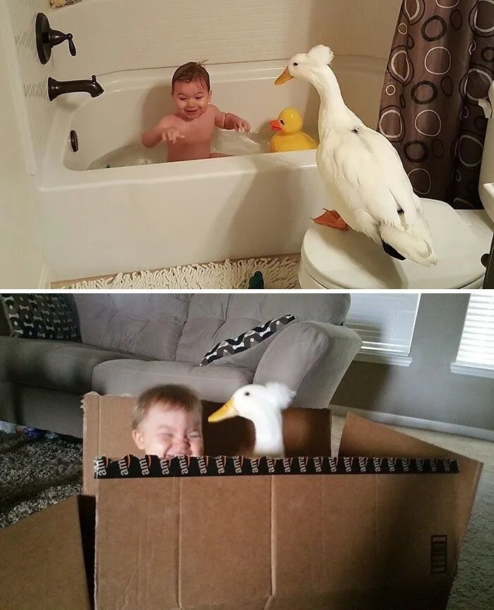 Duck Becomes This Little Boy’s Protector, Following Him Everywhere