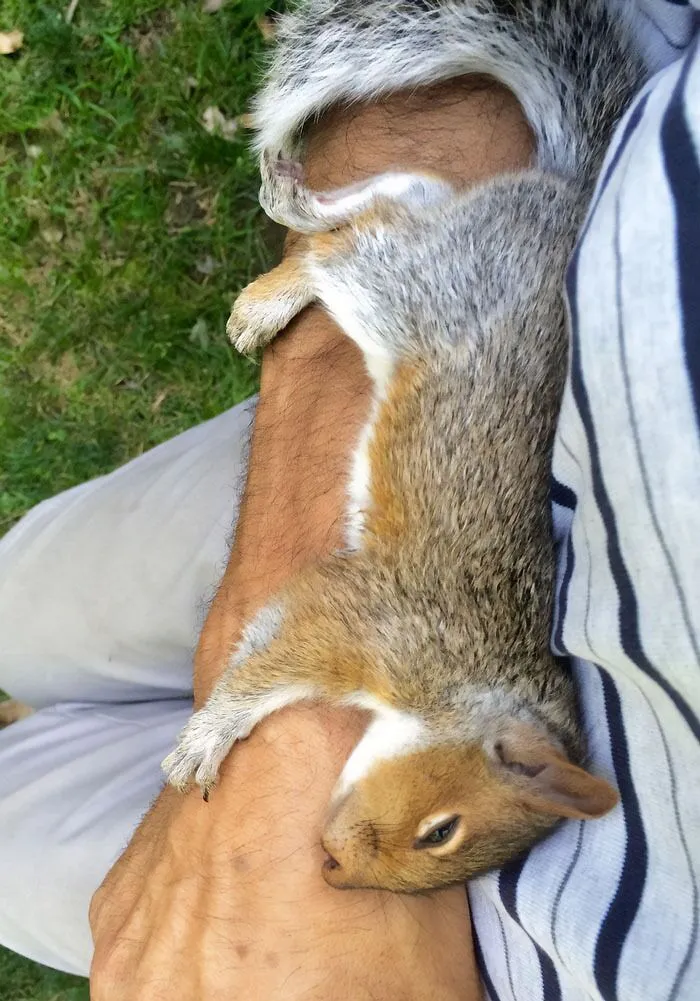 Squirrel Fell In Love With My Stepdad