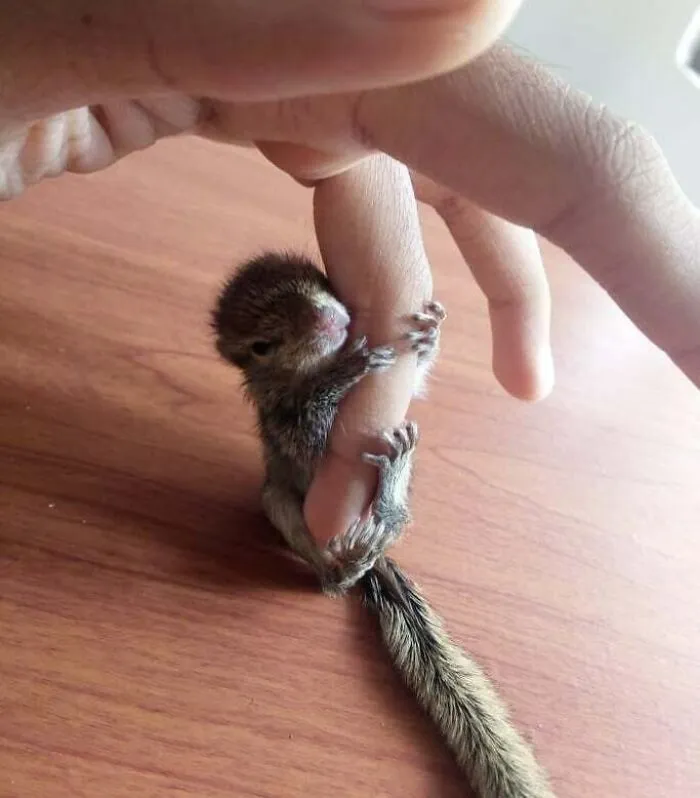 Squirrel Love