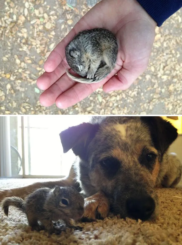 Rescued This Little Guy While Shooting Some Photos In A Wooded Area. My Dogs Adopted Him