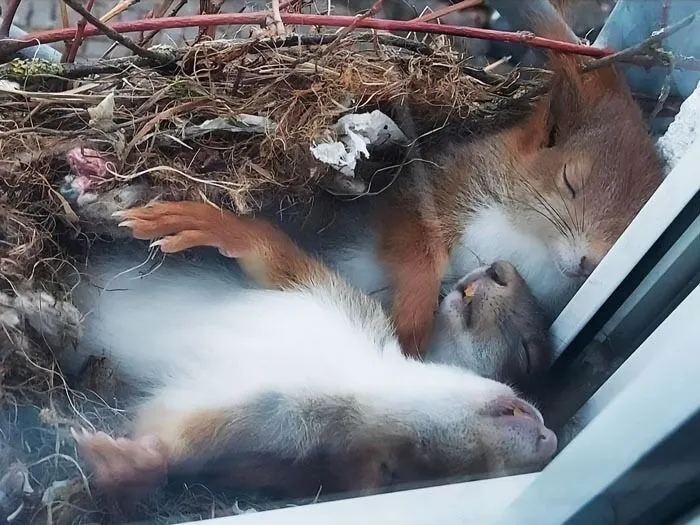 These Sleeping Squirrels In A Nest On The Window Ledge