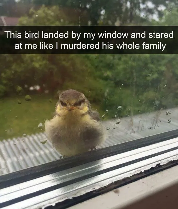 Maybe You Did Chicken Nuggies