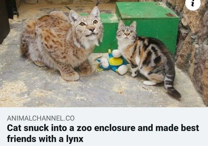 They Look Extremely Pleased To Know One Another