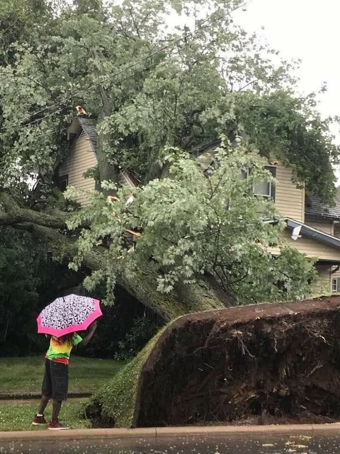 La forma en que cayó este árbol después de una tormenta que pasó por mi área en Ohio ayer