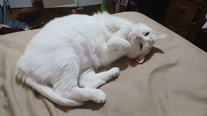 I Adopted This Cat From The Shelter 9 Days Ago. This Is The Look She Gave Me This Morning