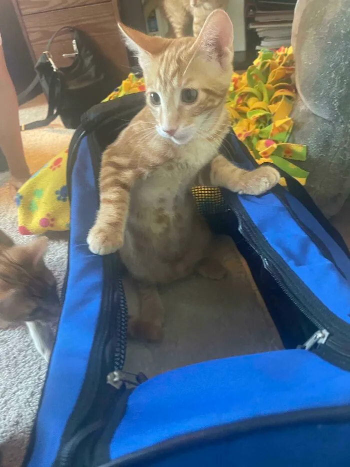 I Went To A Place That Fosters Cats To Adopt One Today, When I Put The Carrier Down Otto Just Jumped Straight In And Decided That I Wasn’t Getting A Choice